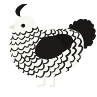 A white and sable chicken with a lace pattern