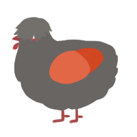 A grey and vermilion chicken