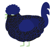 A sable and navy chicken with a double-lace pattern