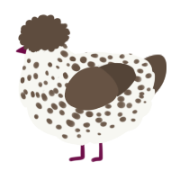 A white and bark chicken with a speckle pattern