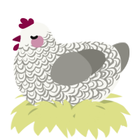 A white and ash chicken with a double-lace pattern