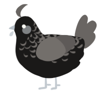 A sable and grey chicken with a half-lace pattern