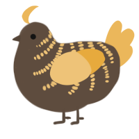 A bark and honey chicken with a half-bar pattern