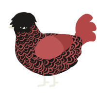 A sable and red chicken with a double-lace pattern