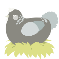 A ash and silver chicken with a neck-band pattern