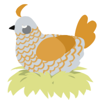 A mist and orange chicken with a lace pattern