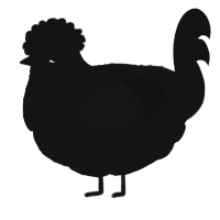 A black chicken with a lace pattern