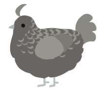 A grey and ash chicken with a half-lace pattern