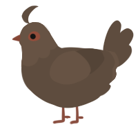A bark chicken with a head pattern