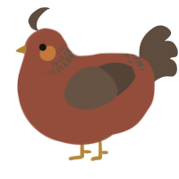 A russet and bark chicken with a neck-band pattern