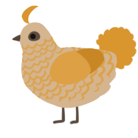 A beige and orange chicken with a lace pattern
