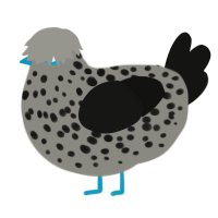 A ash and black chicken with a speckle pattern