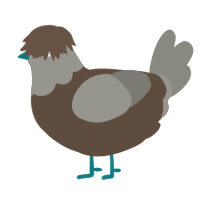 A bark and ash chicken with a head pattern