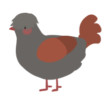 A grey and russet chicken