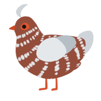 A russet and mist chicken with a bar pattern
