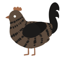 A bark and sable chicken with a bar pattern
