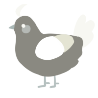 Little Grey, a ash and white chicken