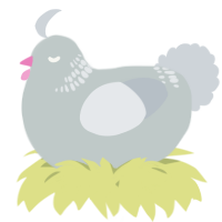 A silver and mist chicken with a neck-band pattern