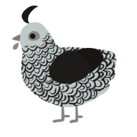 A silver and sable chicken with a double-lace pattern
