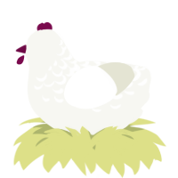 A white chicken with a half-lace pattern