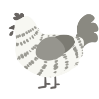 A white and ash chicken with a bar pattern