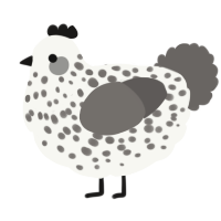 A white and grey chicken with a speckle pattern