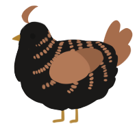 A sable and brown chicken with a half-bar pattern