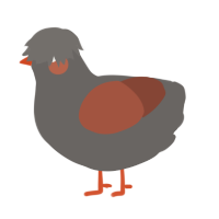 A grey and russet chicken