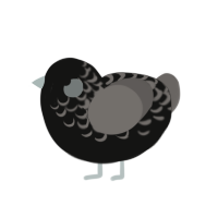 (unnamed), a black and grey chicken with a half-lace pattern