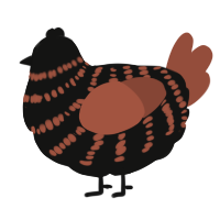 A black and russet chicken with a bar pattern
