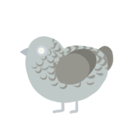 Mordred, a silver and ash chicken with a half-lace pattern