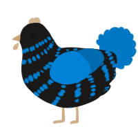 A sable and sapphire chicken with a bar pattern
