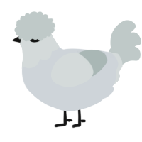 A mist and silver chicken with a head pattern