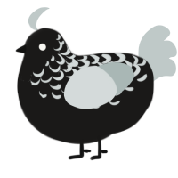 A sable and silver chicken with a half-lace pattern
