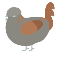 A ash and brown chicken with a neck-band pattern