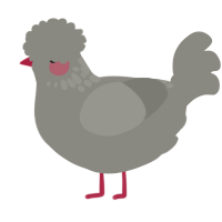 A ash chicken with a neck-speckle pattern