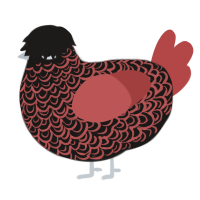 A sable and red chicken with a double-lace pattern