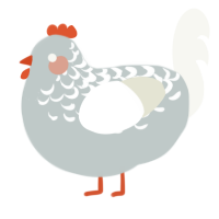 A silver and white chicken with a half-lace pattern
