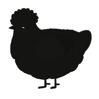 A black chicken with a lace pattern