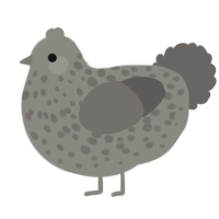 A ash and grey chicken with a speckle pattern