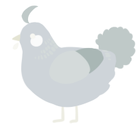 A mist and silver chicken with a neck-band pattern