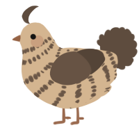 A beige and bark chicken with a bar pattern