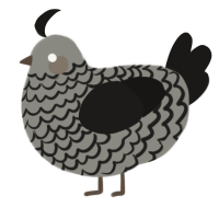 A ash and sable chicken with a lace pattern