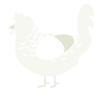A white chicken with a half-lace pattern