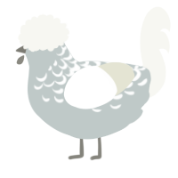 A silver and white chicken with a half-lace pattern