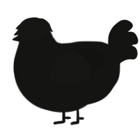 Untarnished Simon, a black chicken