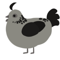 A ash and sable chicken with a neck-speckle pattern