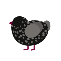 (unnamed), a black and grey chicken with a speckle pattern