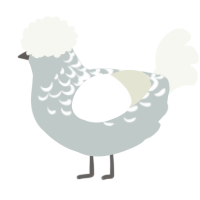 A silver and white chicken with a half-lace pattern