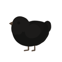 Crow, a black chicken with a head pattern